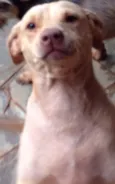 Branquinha 
