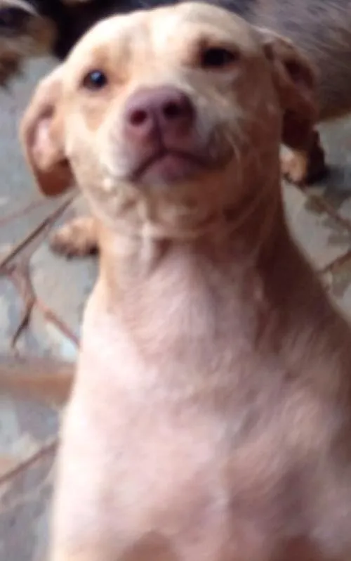 Cachorro ra a Vira-lata  idade 2 anos nome Branquinha 