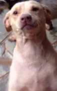 Branquinha