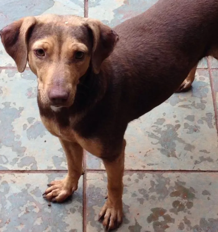 Cachorro ra a Vira-lata  idade 7 a 11 meses nome Marrom