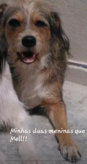Cachorro raça Srd idade 5 anos nome Mel
