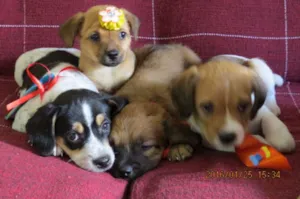 Cachorro raça sem raça definida idade Abaixo de 2 meses nome sem nome