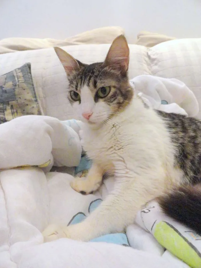 Gato ra a SRD idade 2 anos nome Amelie