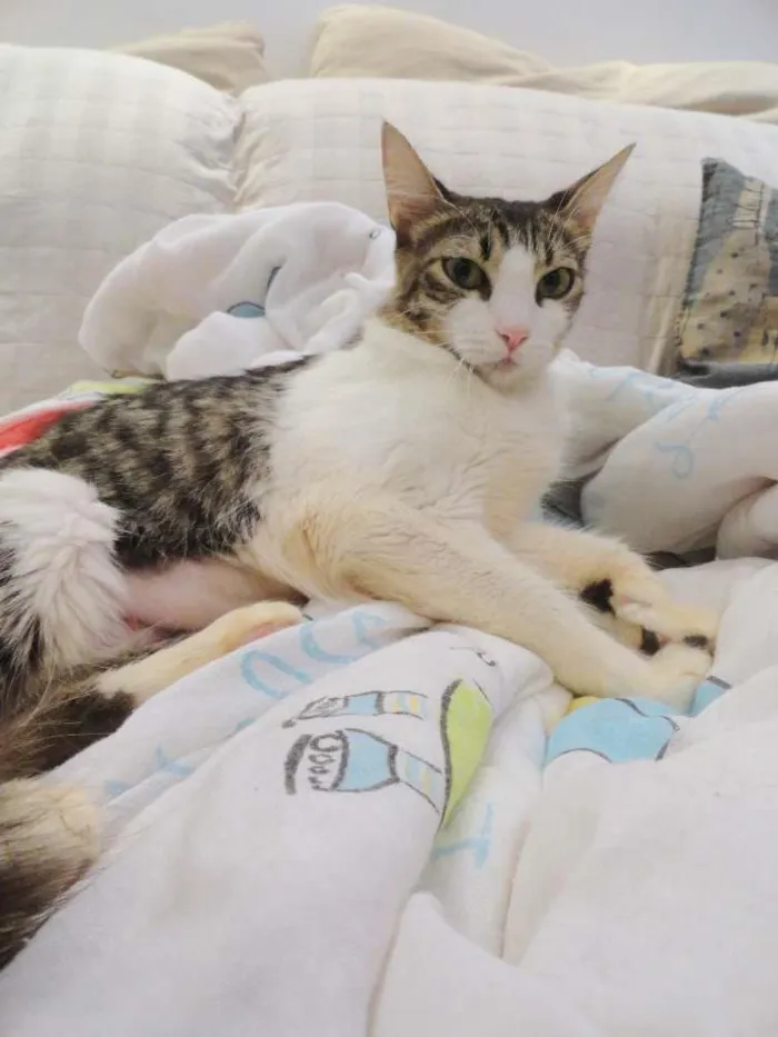 Gato ra a SRD idade 2 anos nome Amelie