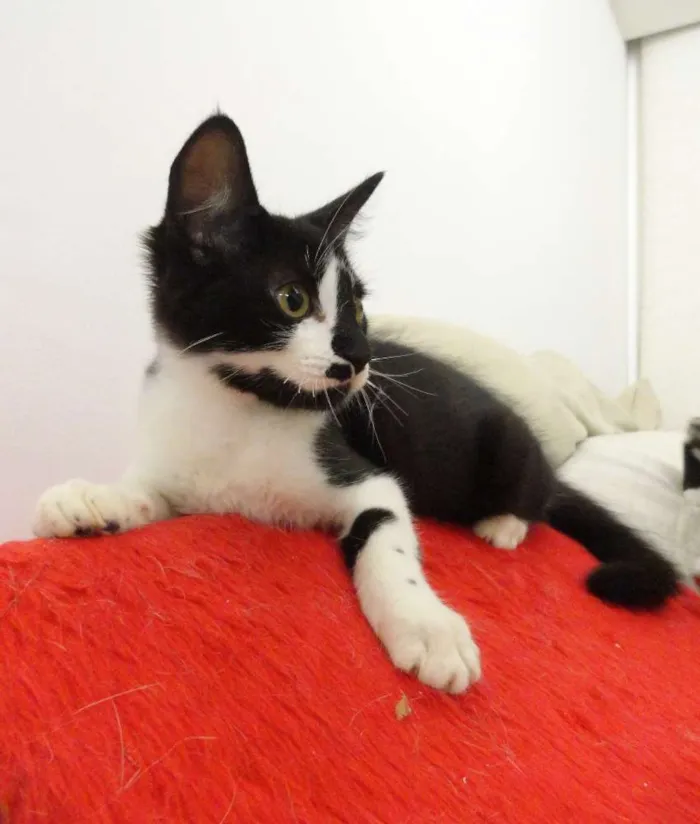 Gato ra a SRD idade 2 a 6 meses nome Colin