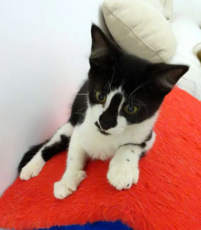 Gato ra a SRD idade 2 a 6 meses nome Colin
