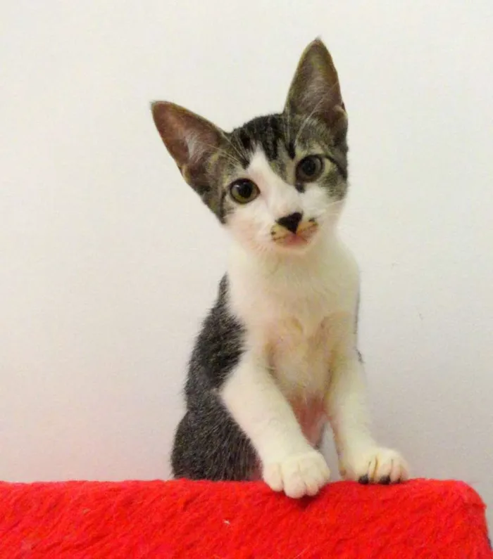 Gato ra a SRD idade 2 a 6 meses nome Catherine