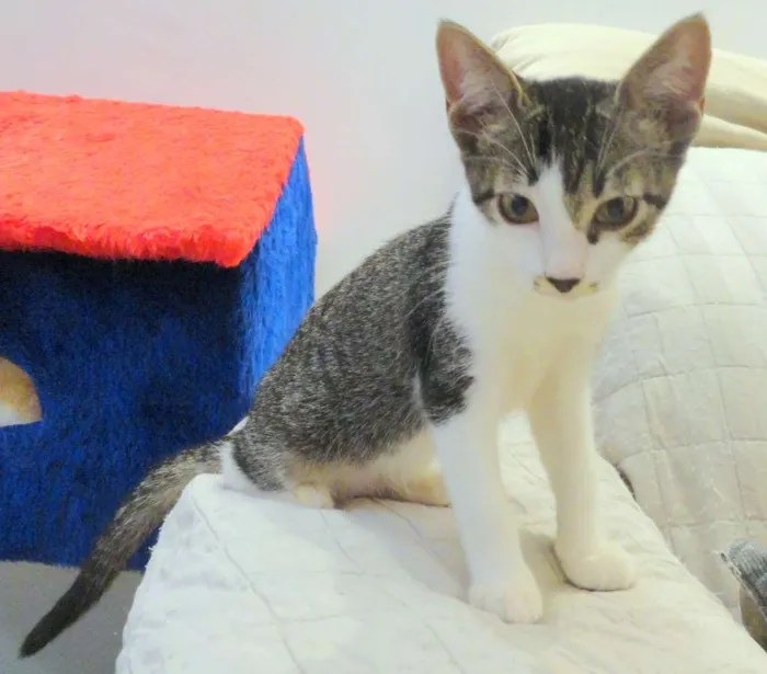 Gato ra a SRD idade 2 a 6 meses nome Catherine