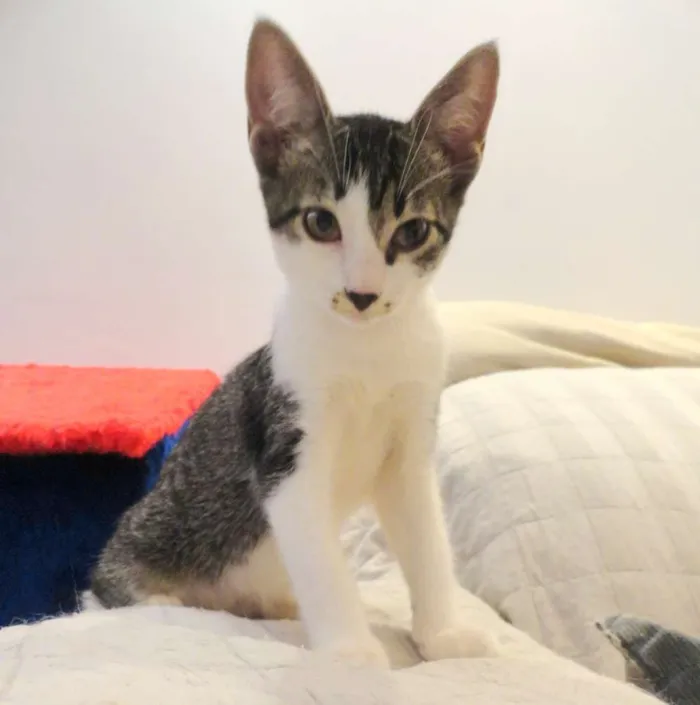 Gato ra a SRD idade 2 a 6 meses nome Catherine