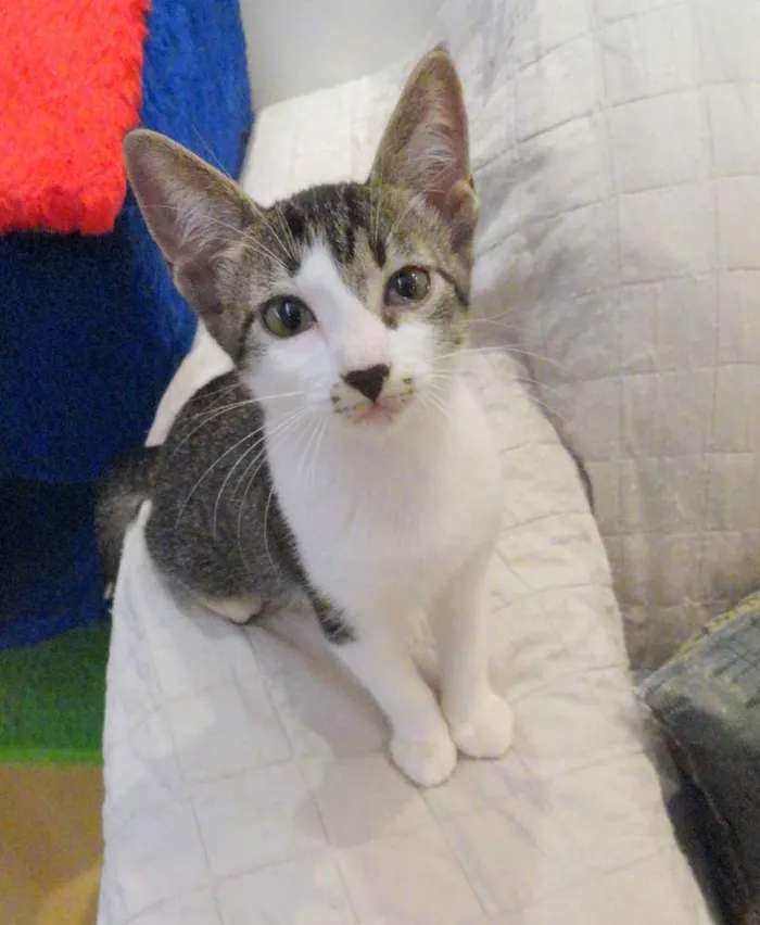 Gato ra a SRD idade 2 a 6 meses nome Catherine
