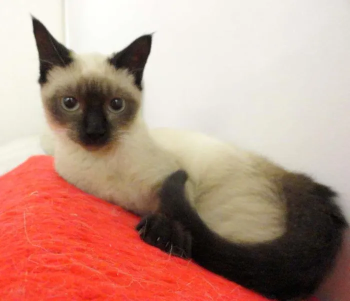 Gato ra a siamesa idade 2 a 6 meses nome Charlotte