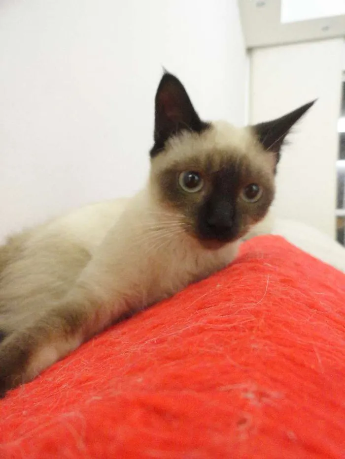 Gato ra a siamesa idade 2 a 6 meses nome Charlotte