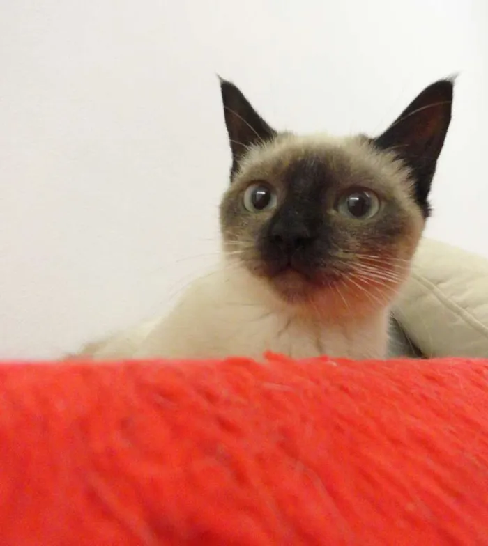 Gato ra a siamesa idade 2 a 6 meses nome Charlotte