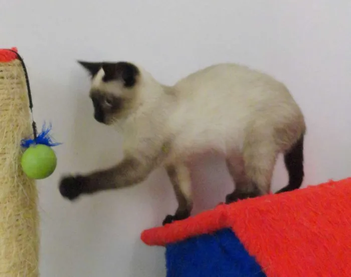 Gato ra a siamesa idade 2 a 6 meses nome Charlotte