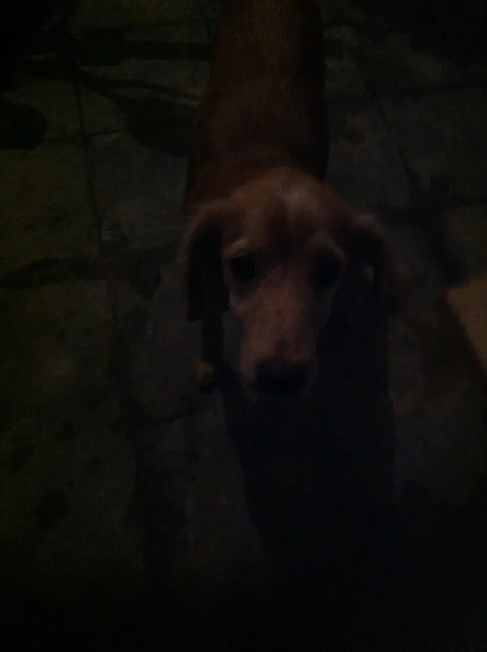 Cachorro raça  idade 3 anos nome Não definido
