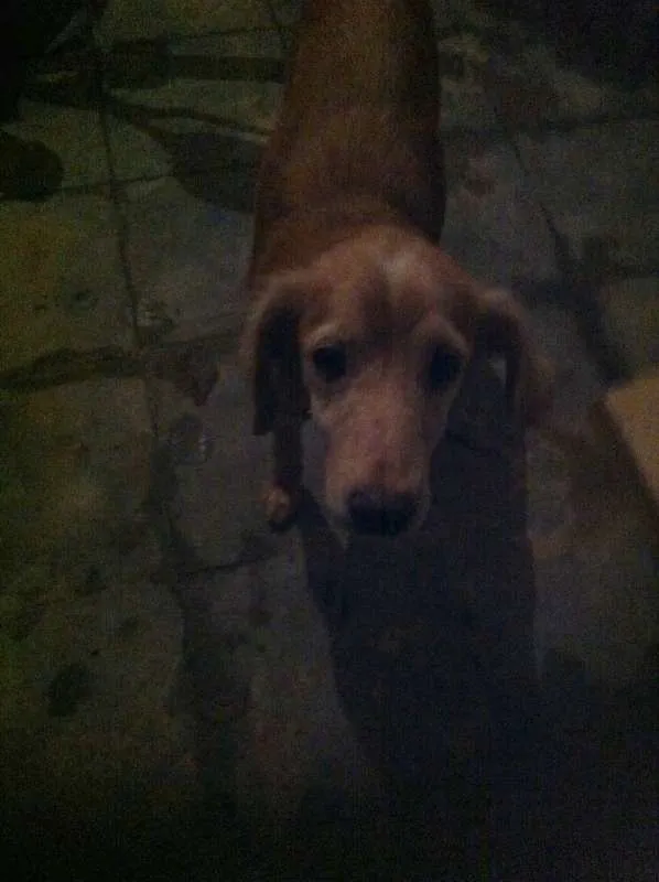 Cachorro raça  idade 3 anos nome Não definido