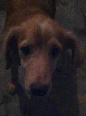 Cachorro raça  idade 3 anos nome Não definido