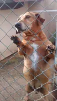 Totó