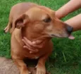 Totó