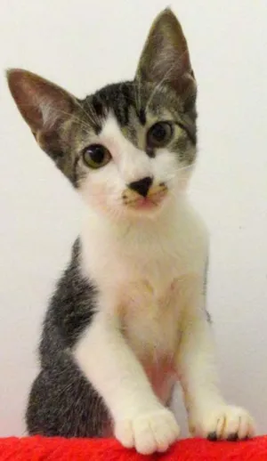 Gato raça SRD idade 2 a 6 meses nome Catherine