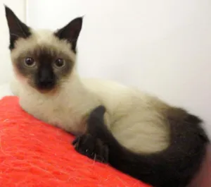 Gato raça siamesa idade 2 a 6 meses nome Charlotte