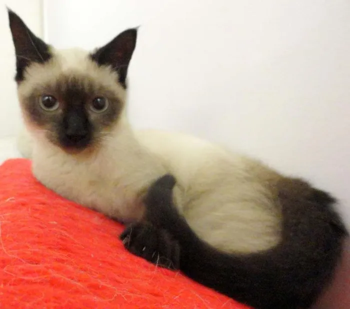 Gato ra a siamesa idade 2 a 6 meses nome Charlotte