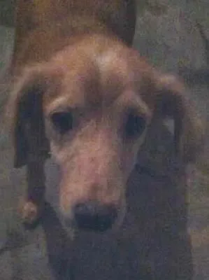 Cachorro raça  idade 3 anos nome Não definido