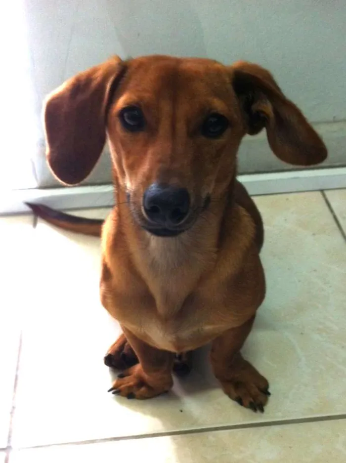 Cachorro ra a Basset idade 1 ano nome Turbo