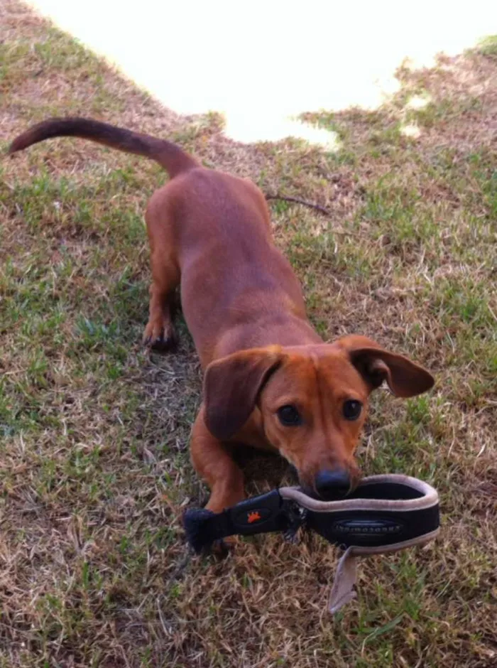 Cachorro ra a Basset idade 1 ano nome Turbo