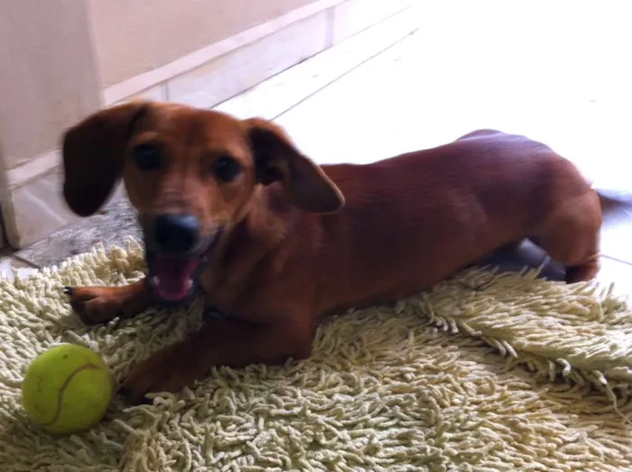 Cachorro ra a Basset idade 1 ano nome Turbo