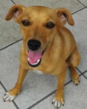 Cachorro raça Fox Paulistinha com Pinsher idade 7 a 11 meses nome Miss