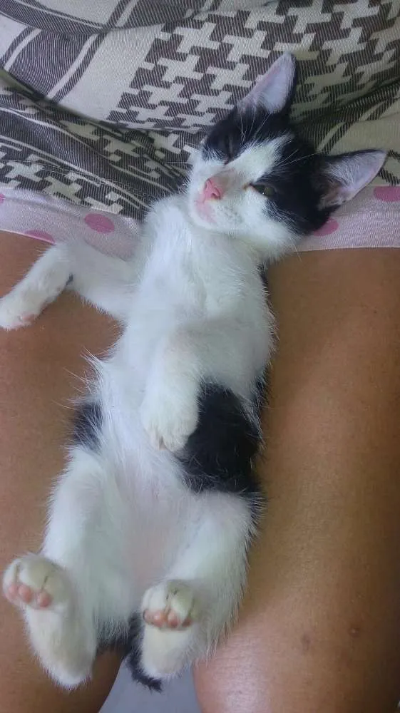 Gato ra a indefinido idade Abaixo de 2 meses nome sem nome