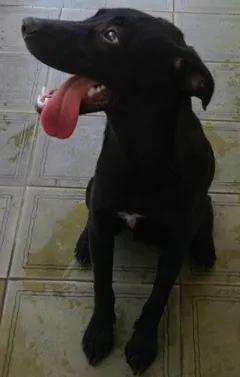 Cachorro raça SRD idade 2 a 6 meses nome NEGO & NEGA