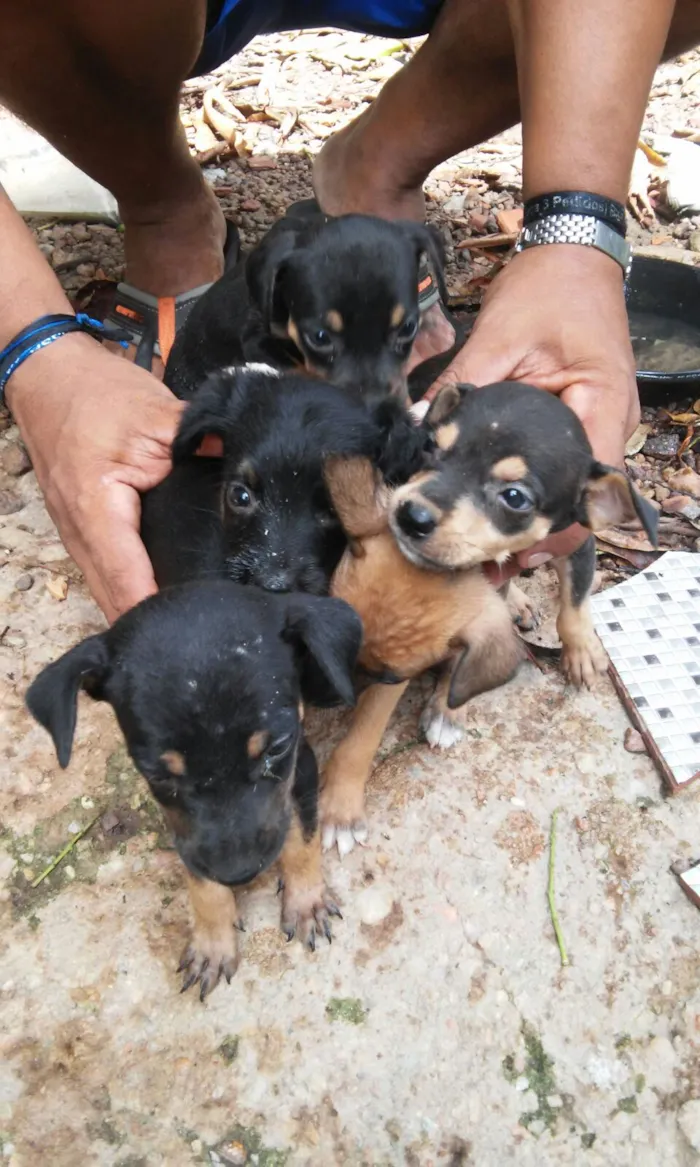 Cachorro ra a  idade Abaixo de 2 meses nome pequeninas