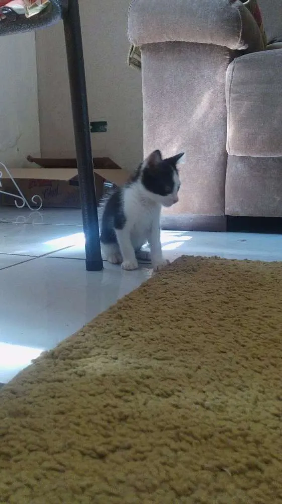 Gato ra a indefinido idade Abaixo de 2 meses nome sem nome