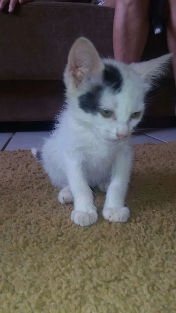 Gato ra a indefinido idade Abaixo de 2 meses nome sem nome