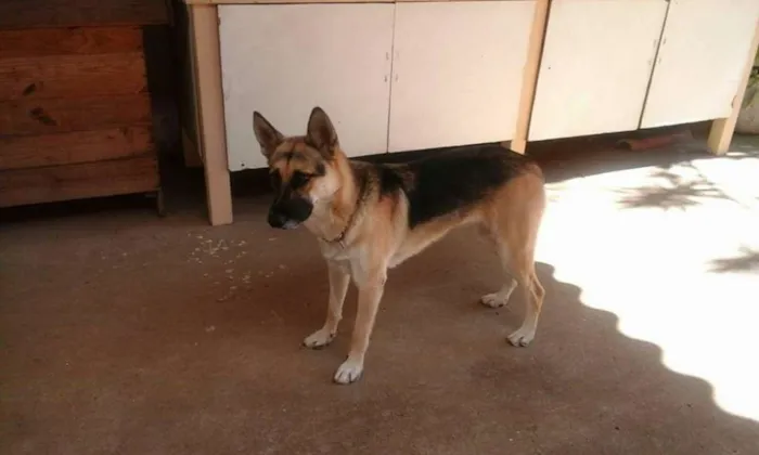 Cachorro ra a Pastor Alemão idade 1 ano nome dara
