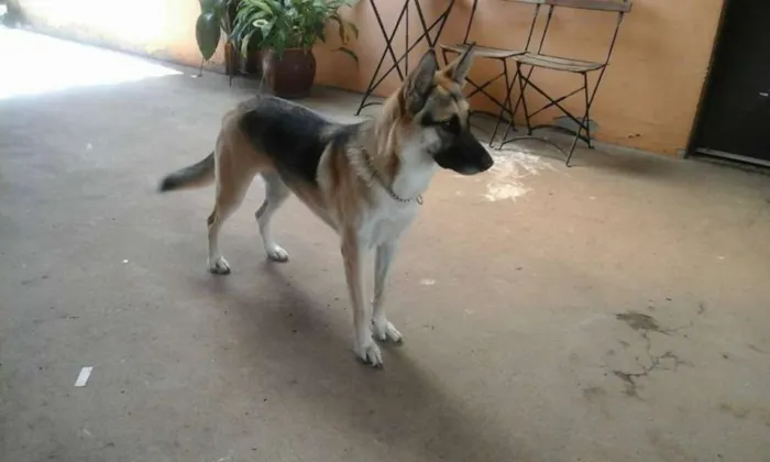Cachorro ra a Pastor Alemão idade 1 ano nome dara