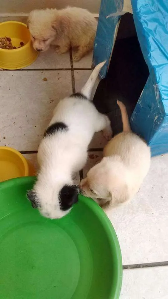 Cachorro ra a Srd idade 2 a 6 meses nome Filhotes