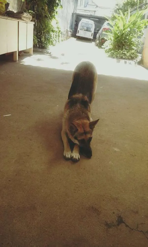 Cachorro ra a Pastor Alemão idade 1 ano nome dara