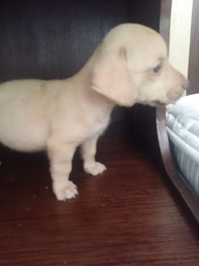 Cachorro ra a Sem raça definida idade Abaixo de 2 meses nome Thor