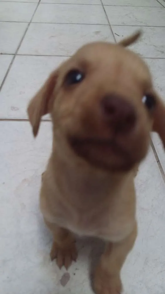 Cachorro ra a Sem raça definida idade Abaixo de 2 meses nome Thor