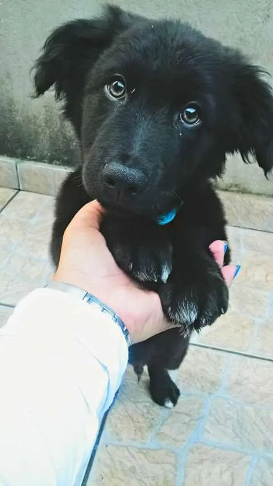Cachorro ra a SRD idade  nome fEIJÃO