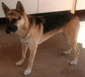 Cachorro raça Pastor Alemão idade 1 ano nome dara