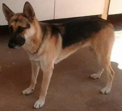 Cachorro ra a Pastor Alemão idade 1 ano nome dara