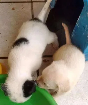 Cachorro raça Srd idade 2 a 6 meses nome Filhotes
