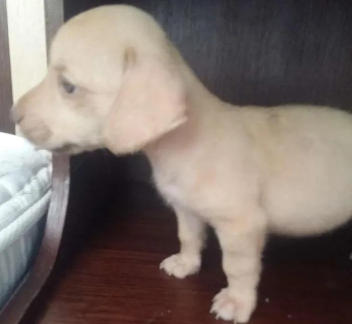 Cachorro ra a Sem raça definida idade Abaixo de 2 meses nome Thor