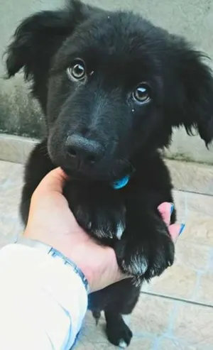 Cachorro raça SRD idade  nome fEIJÃO
