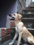 Cachorro raça vira lata idade 2 a 6 meses nome LAYLA