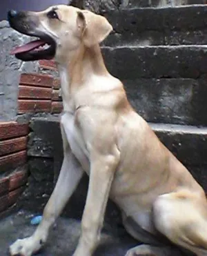 Cachorro raça vira lata idade 2 a 6 meses nome LAYLA